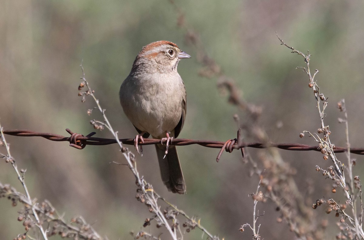 Rufous-crowned Sparrow - ML615194960