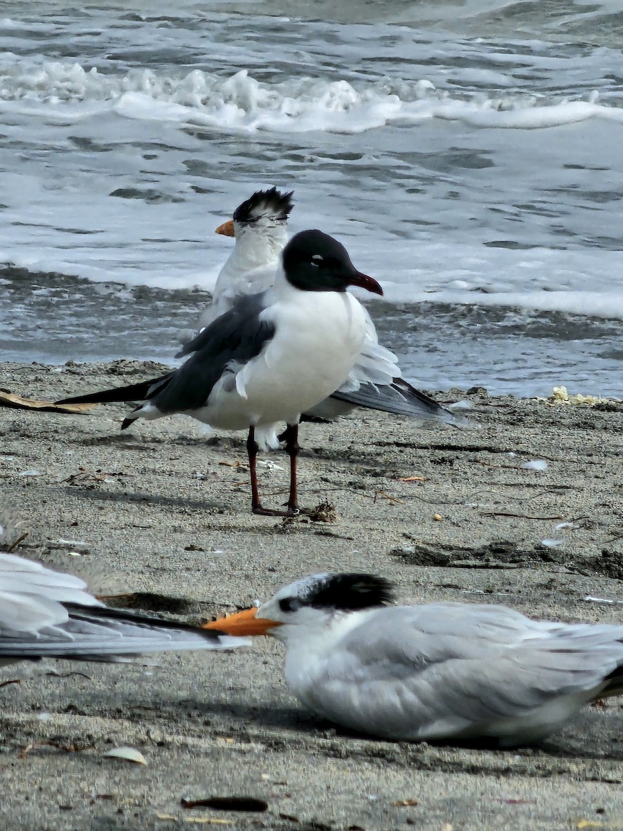 Laughing Gull - ML615194964