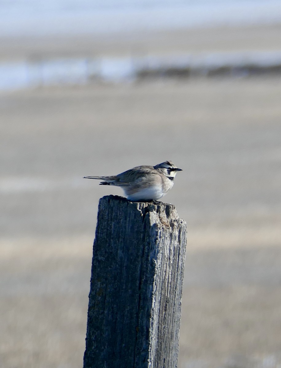 Horned Lark - ML615194970