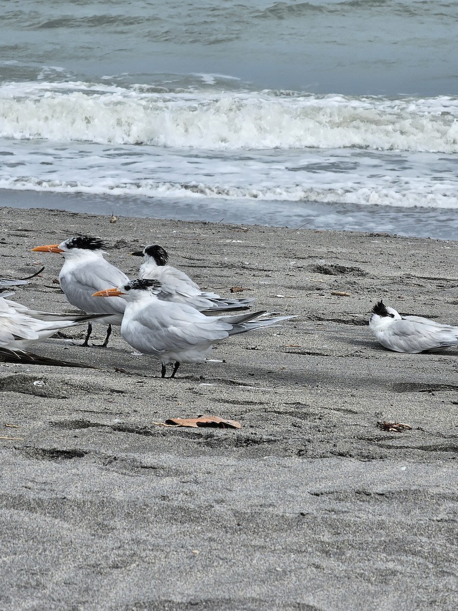 Royal Tern - ML615194977