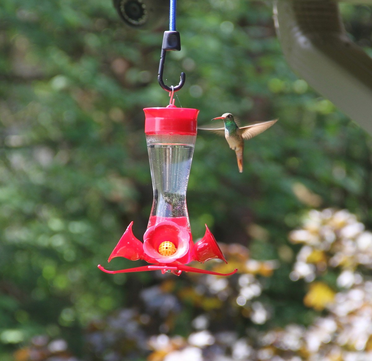 Buff-bellied Hummingbird - ML61519501