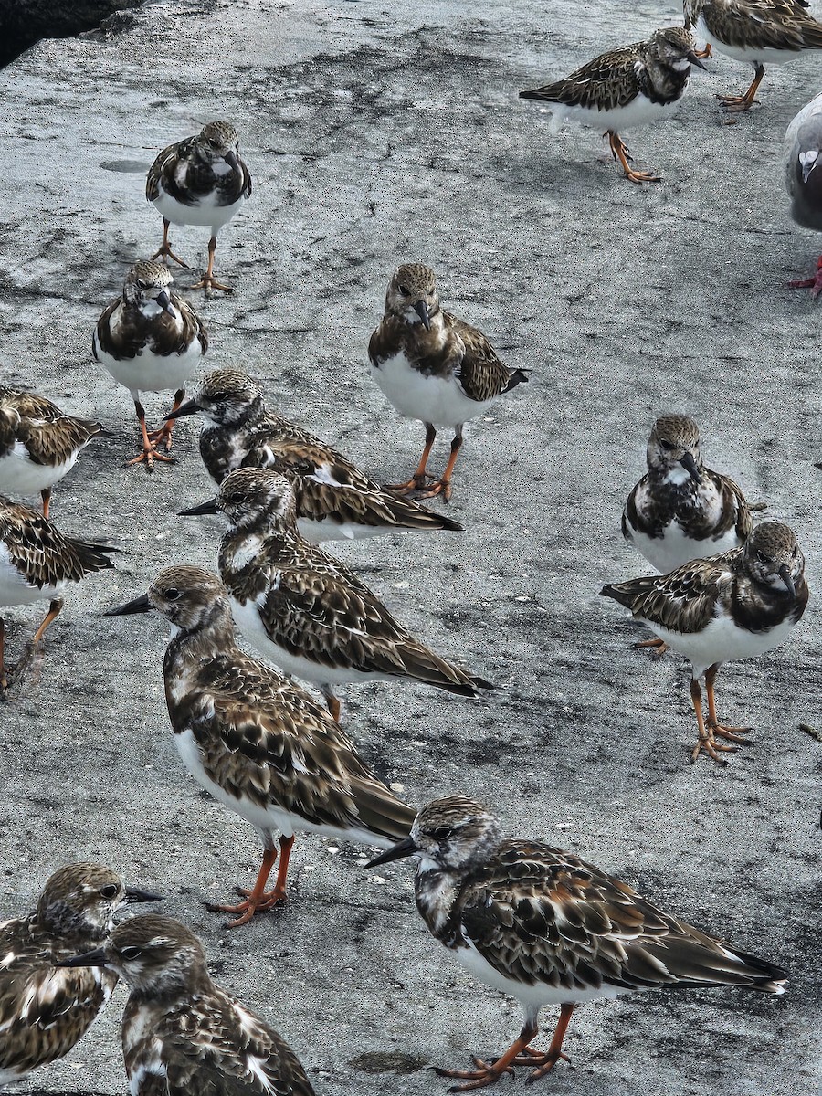 Ruddy Turnstone - ML615195020