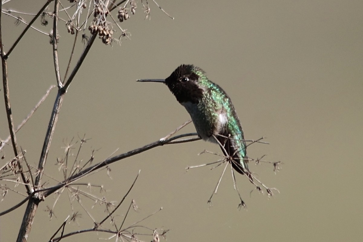 Anna's Hummingbird - ML615195028