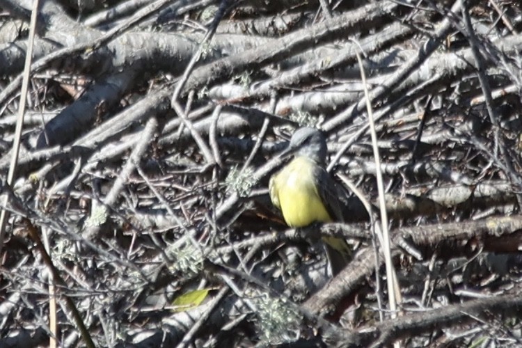 Tropical Kingbird - ML615195054