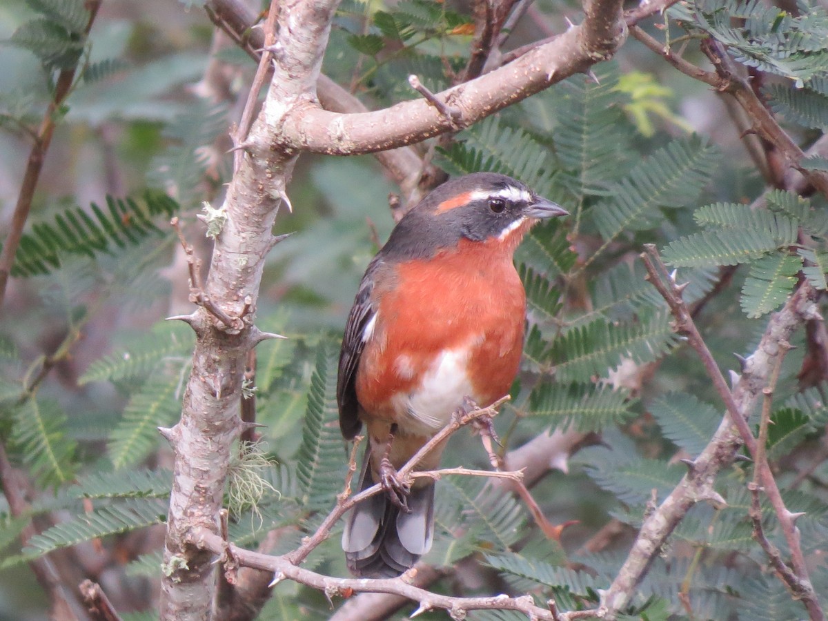Black-and-rufous Warbling Finch - ML615195063