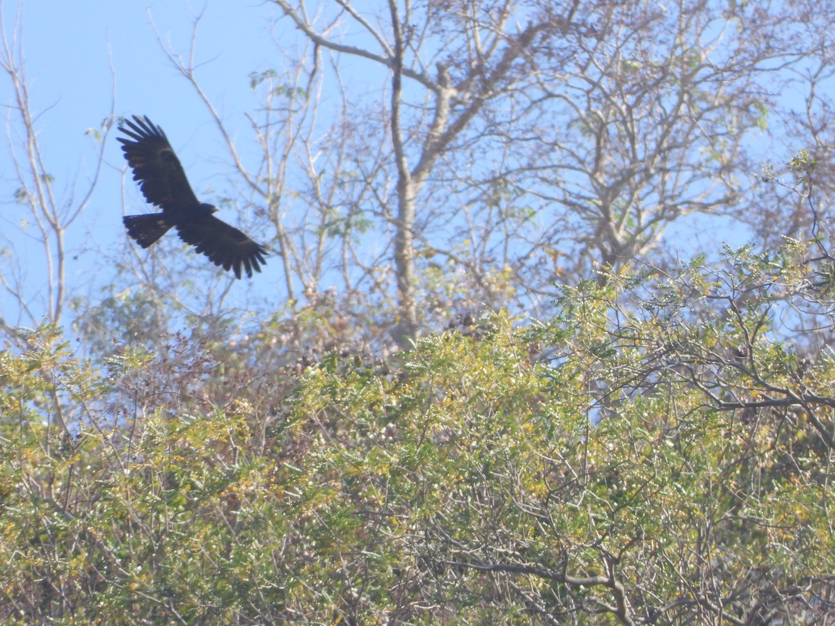 Black Eagle - ML615195159