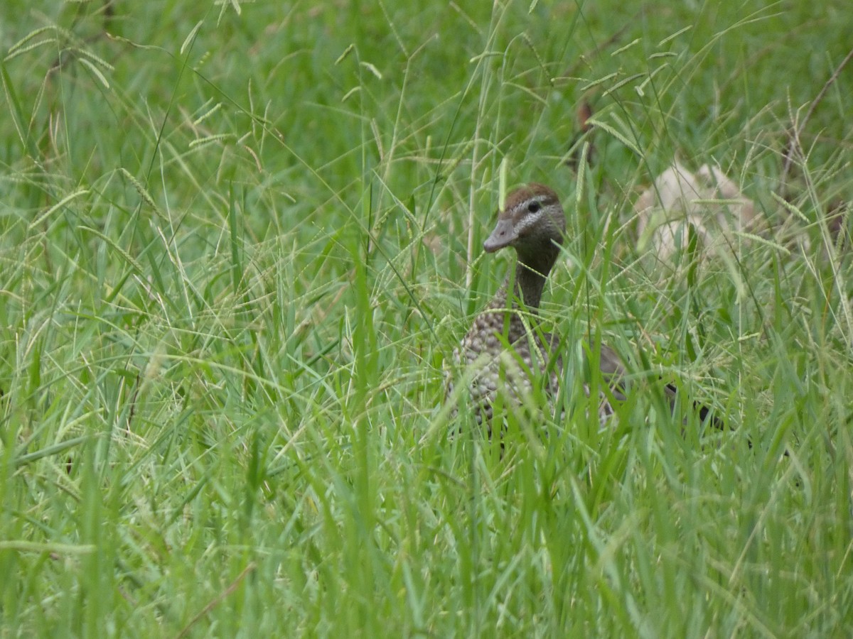 Canard à crinière - ML615195163