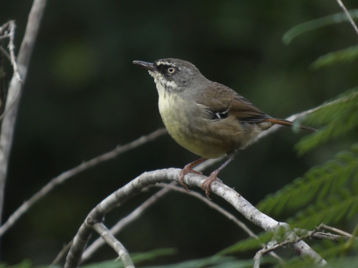 White-browed Scrubwren - Eneko Azkue