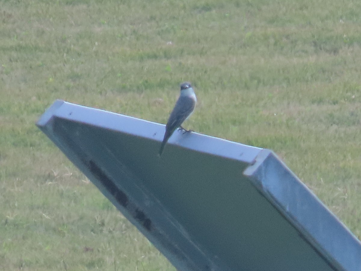 Gray Kingbird - ML615195204