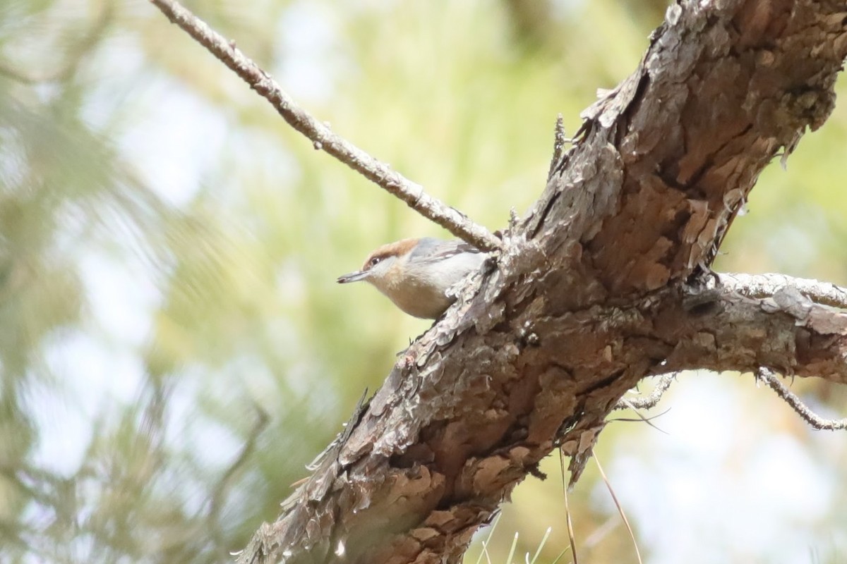 Sittelle à tête brune - ML615195214