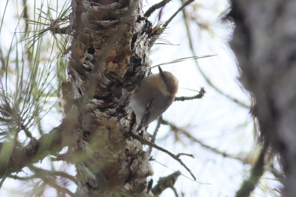 Sittelle à tête brune - ML615195215