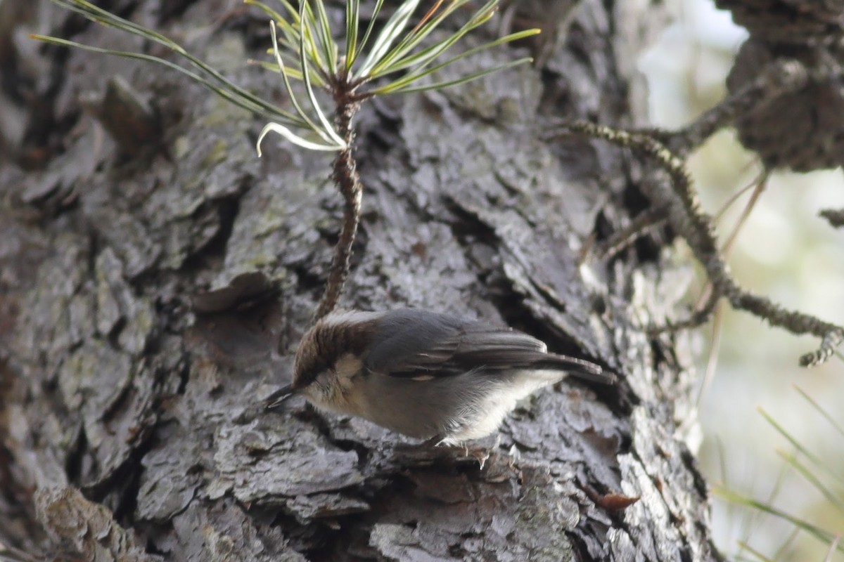 Sittelle à tête brune - ML615195216