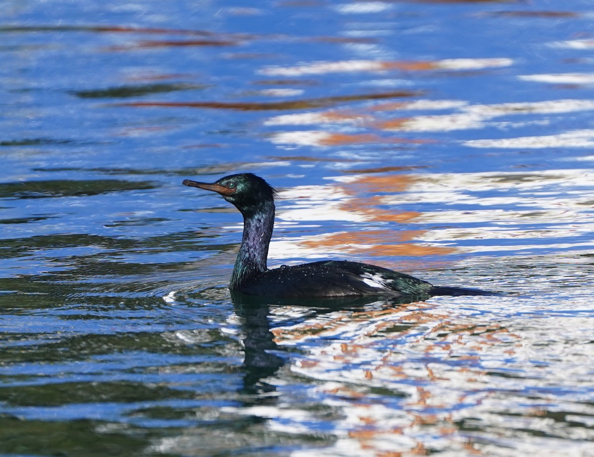 Cormorán Pelágico - ML615195292