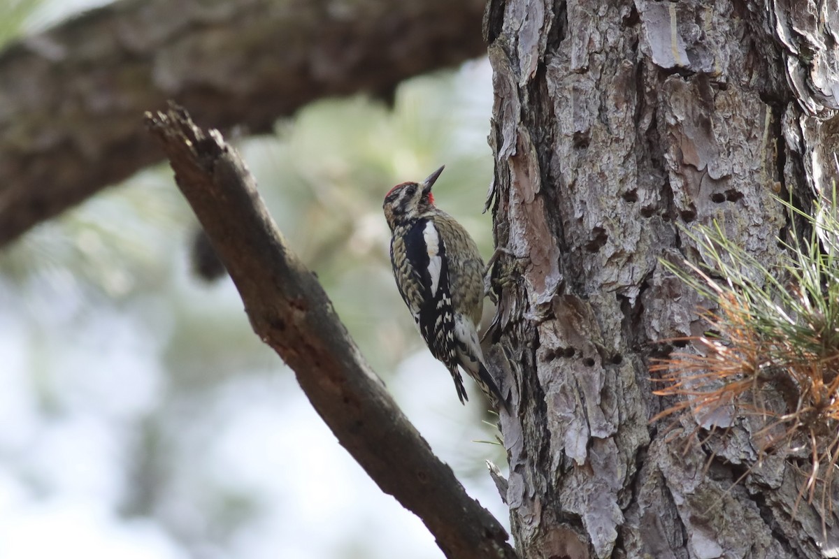 Pic maculé - ML615195326