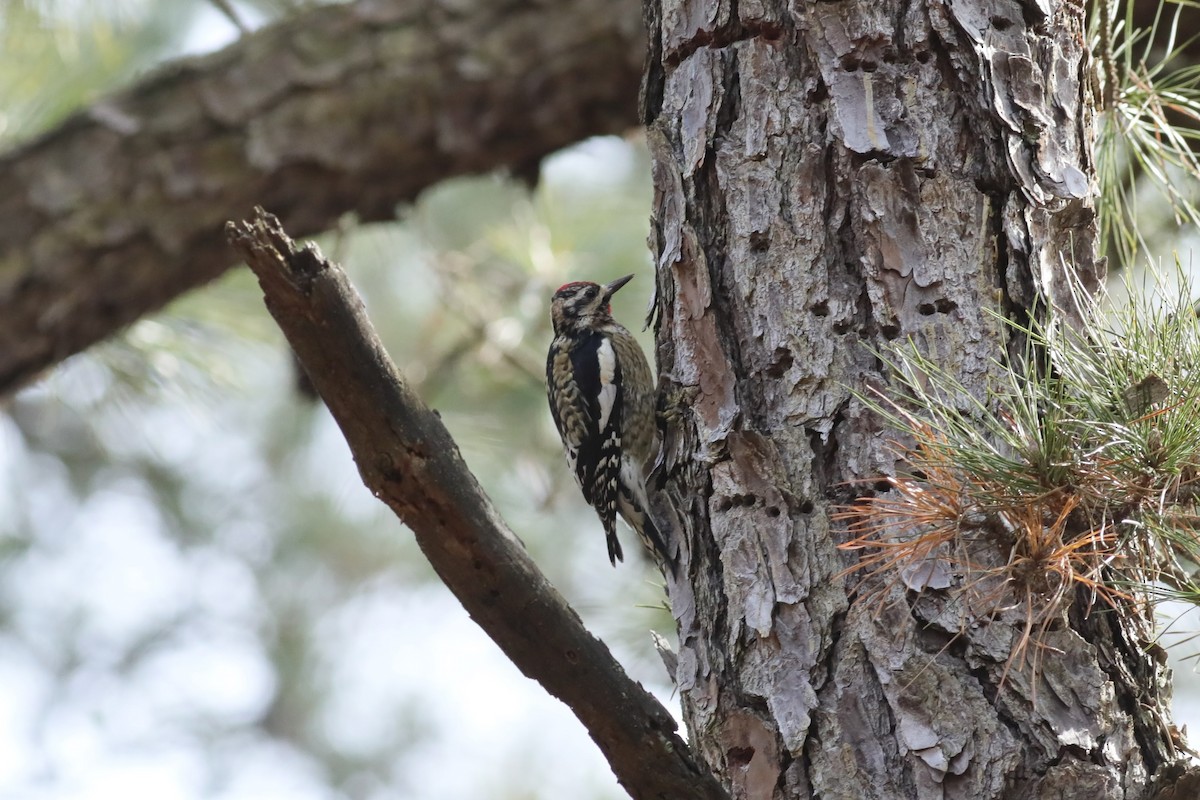 Pic maculé - ML615195327