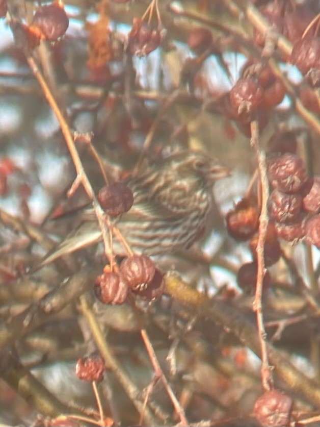 Cassin's Finch - ML615195347