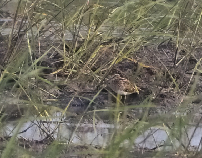 Pin-tailed/Common Snipe - ML615195358