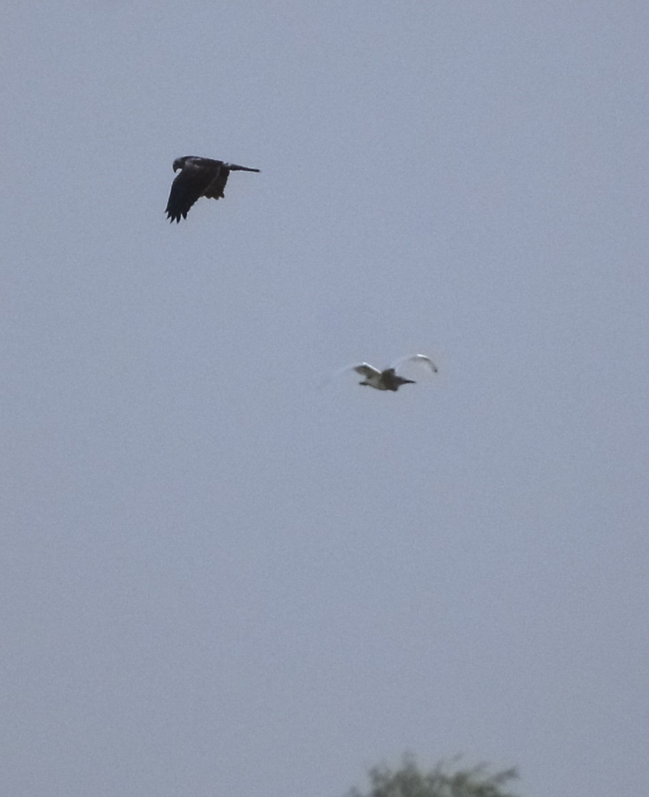 Eastern Marsh Harrier - ML615195412