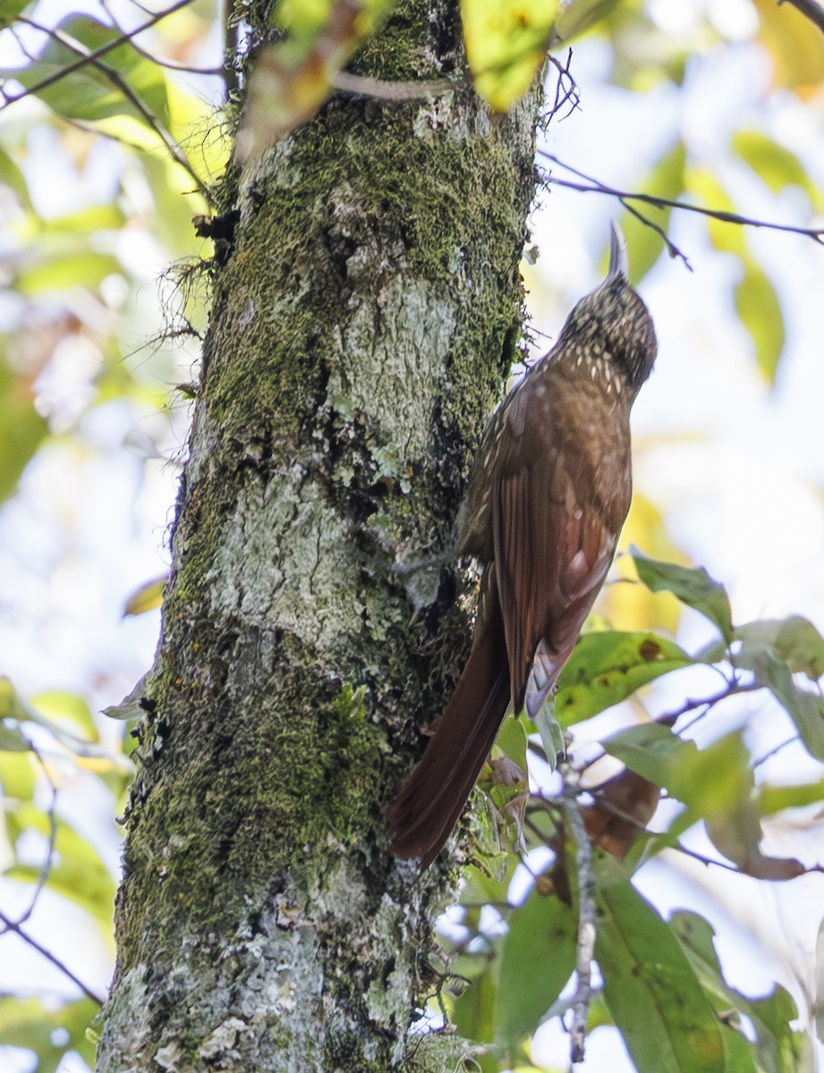 Spot-crowned Woodcreeper - ML615195454