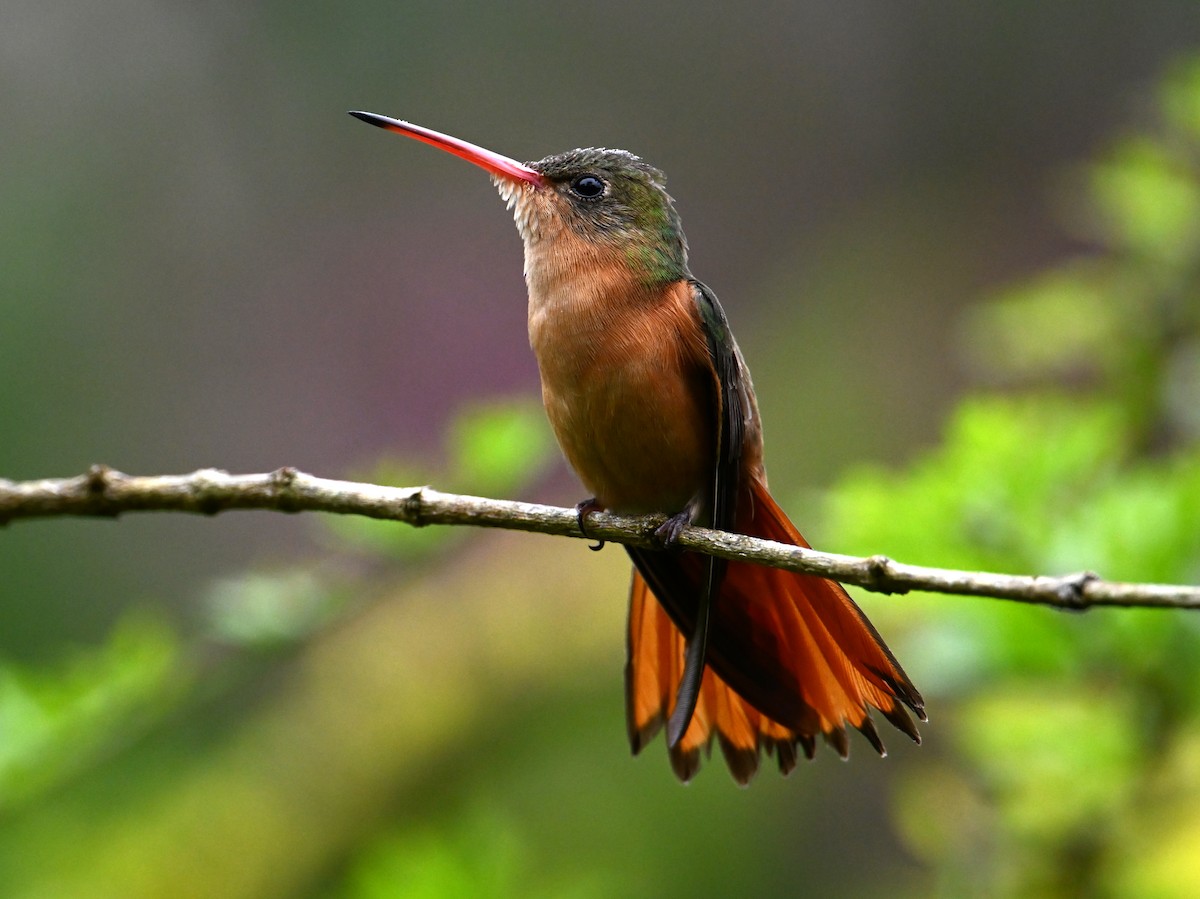 kolibřík ryšavý - ML615195458