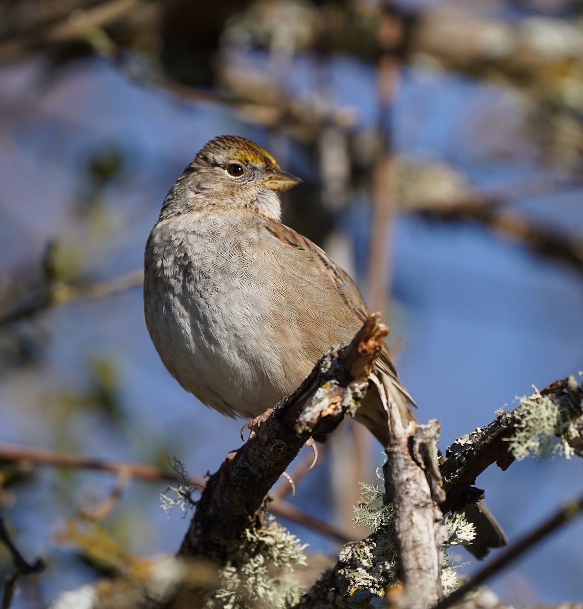 Golden-crowned Sparrow - ML615195464