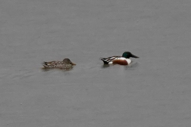 Northern Shoveler - ML615195466