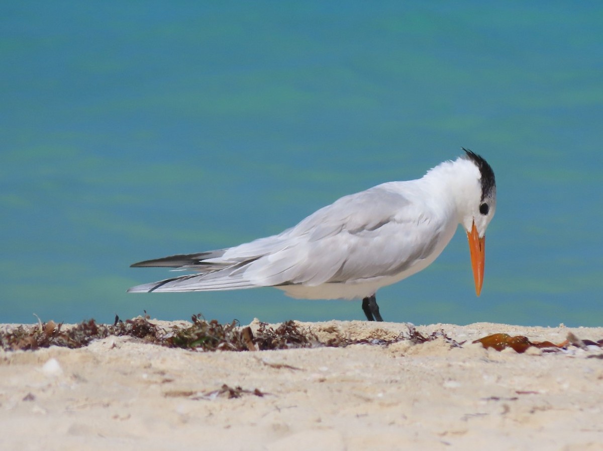 Royal Tern - ML615195468