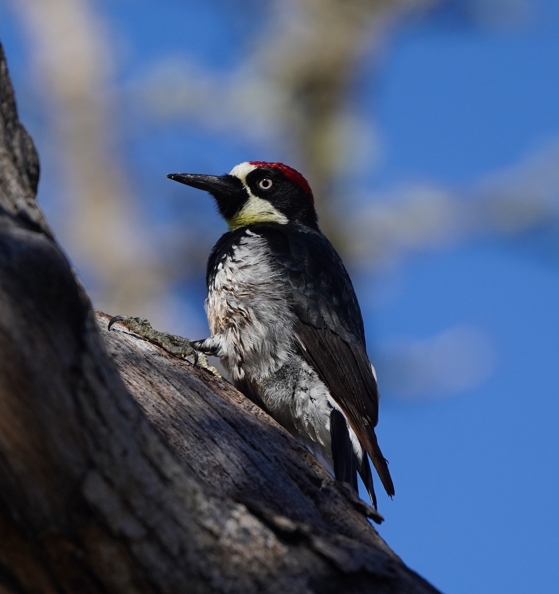 Acorn Woodpecker - ML615195477