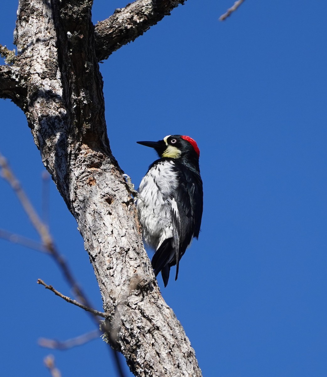 Acorn Woodpecker - ML615195478