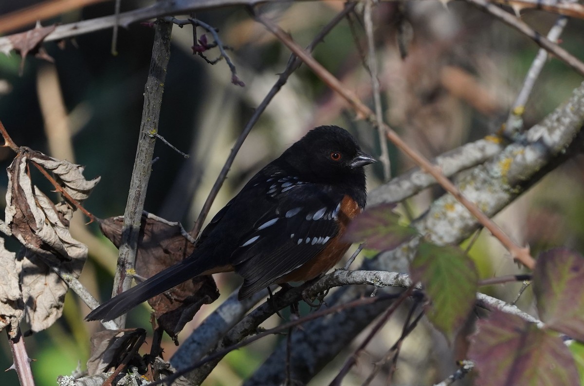 Spotted Towhee - ML615195487