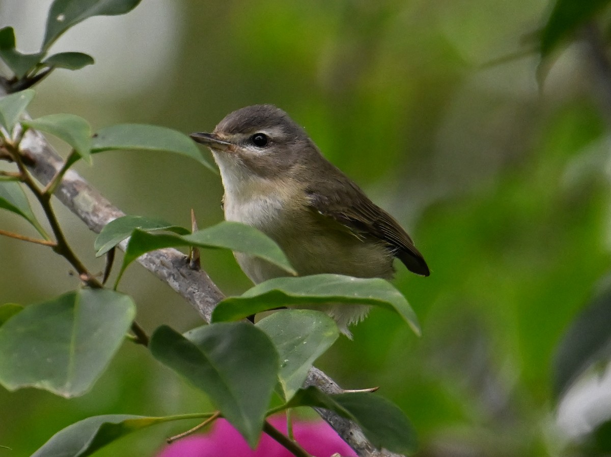 Warbling Vireo - ML615195616