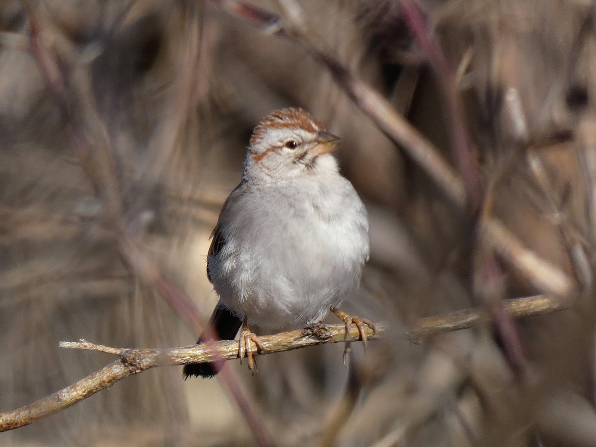 Rufous-winged Sparrow - ML615195639