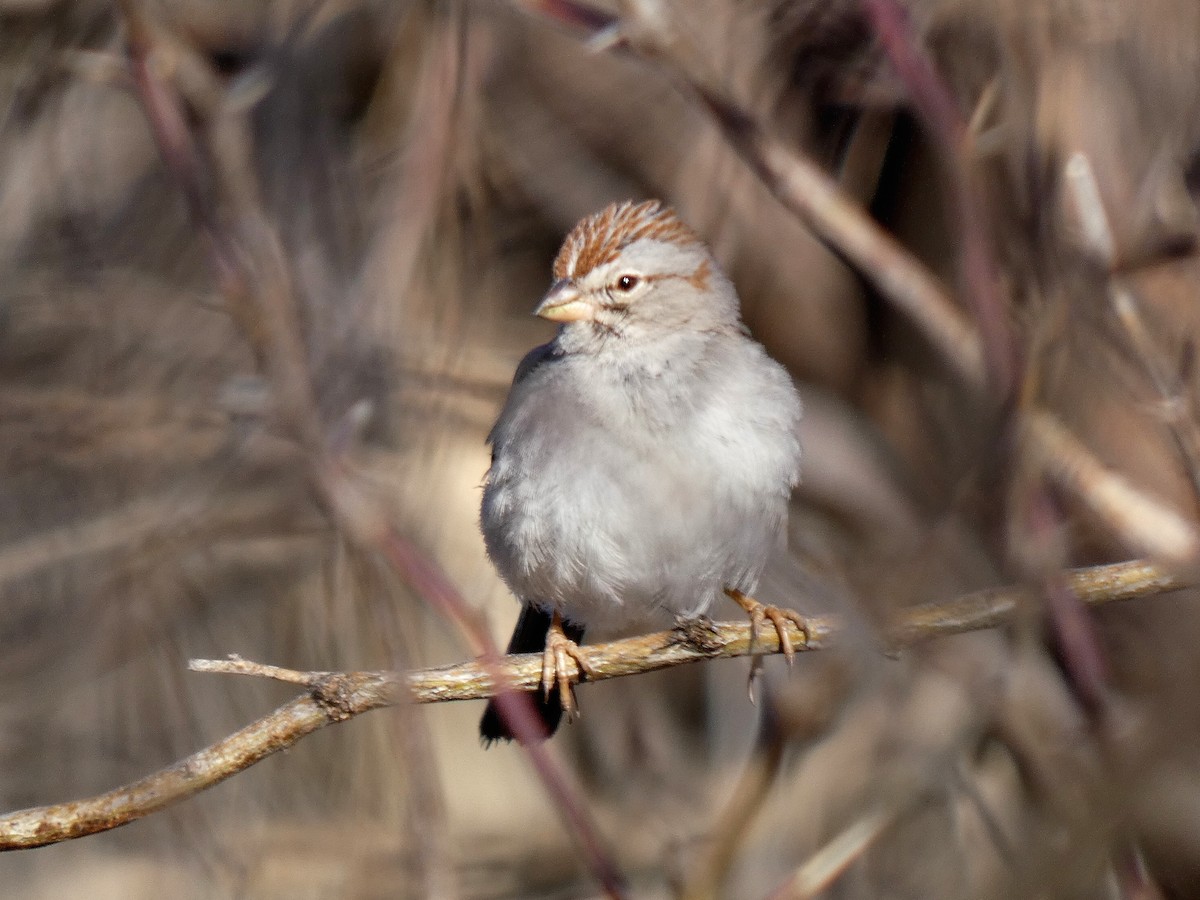 Rufous-winged Sparrow - ML615195640