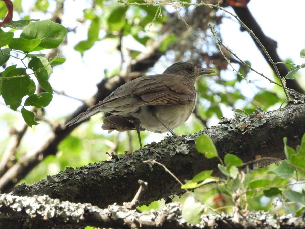 Pale-breasted Thrush - ML615195680