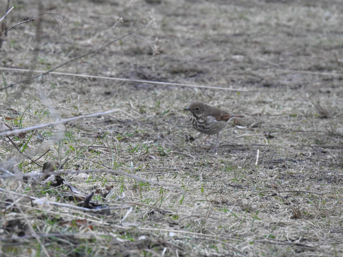 Hermit Thrush - ML615195681