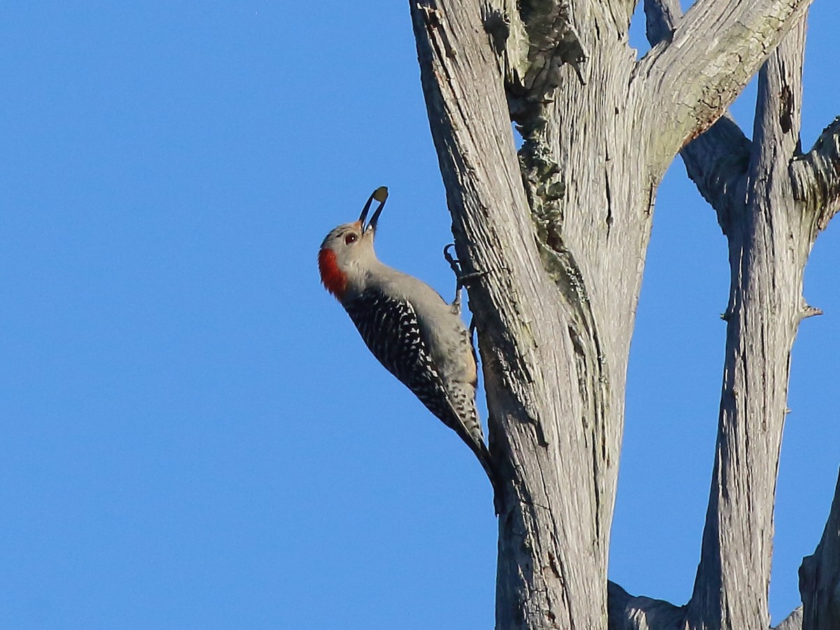 Red-bellied Woodpecker - Doug Beach