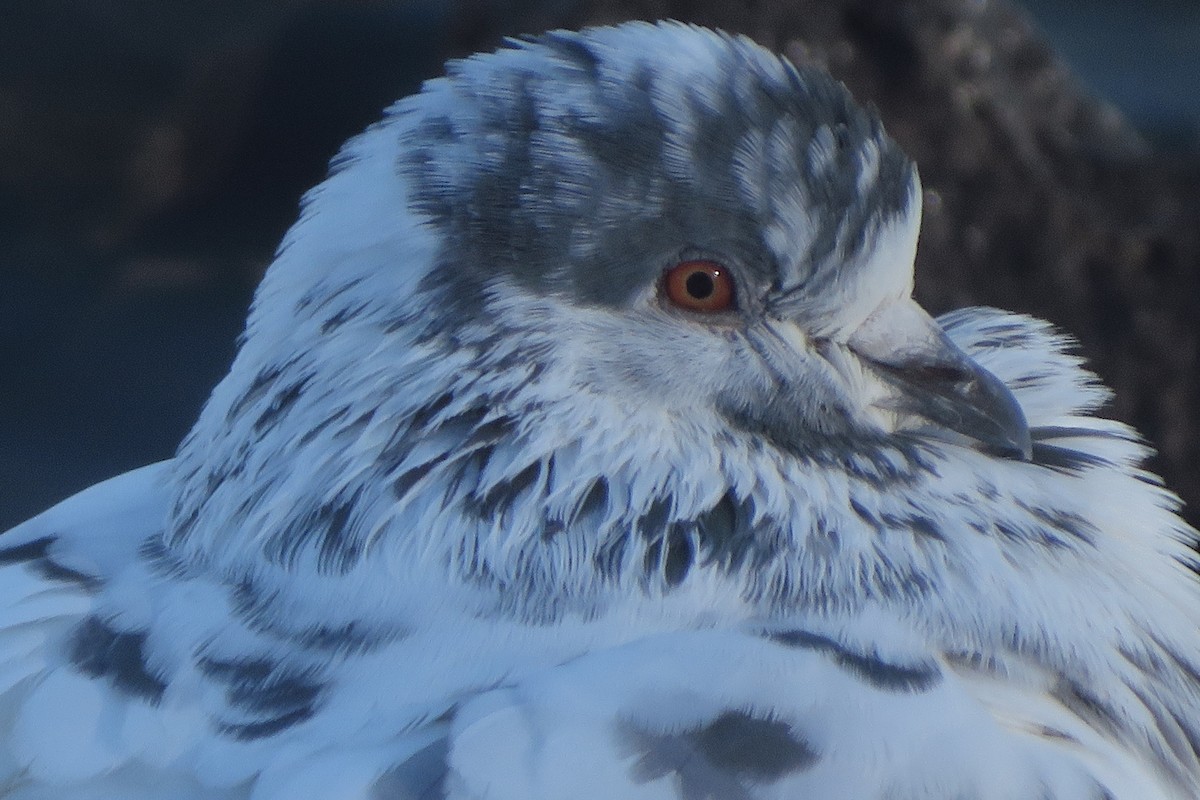 Rock Pigeon (Feral Pigeon) - ML615195890