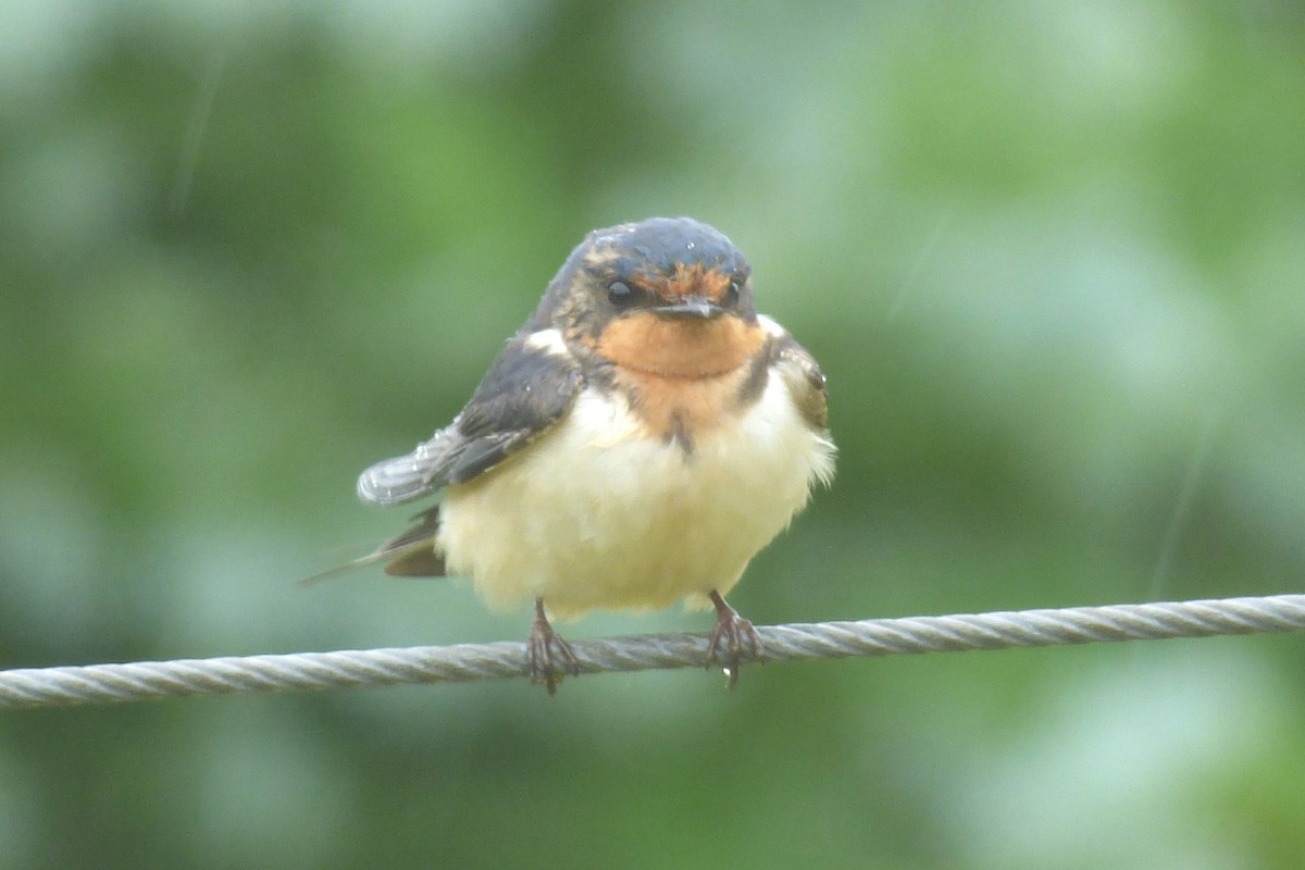 Barn Swallow - ML61519591