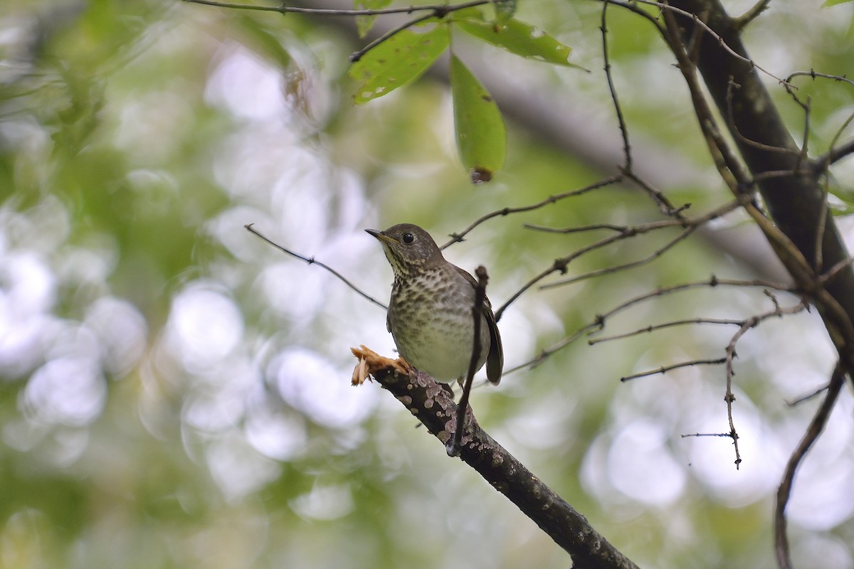 Gray-cheeked Thrush - ML615195982