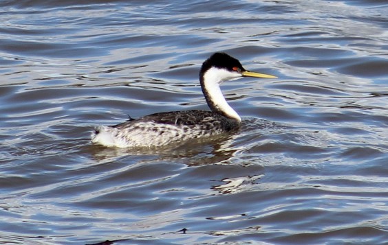 Western Grebe - ML615196023