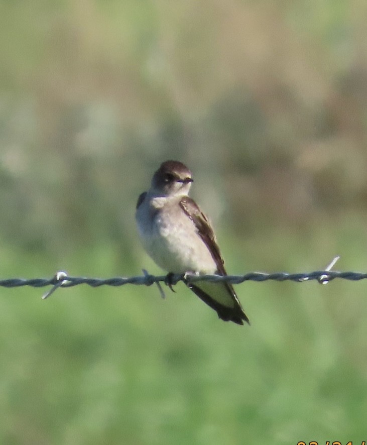 Northern Rough-winged Swallow - Jim Rowoth