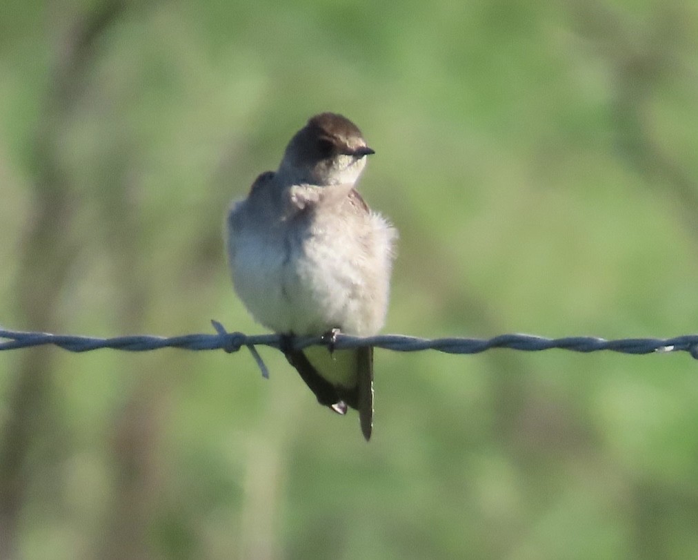 Northern Rough-winged Swallow - Jim Rowoth