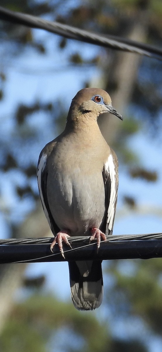 White-winged Dove - ML615196138