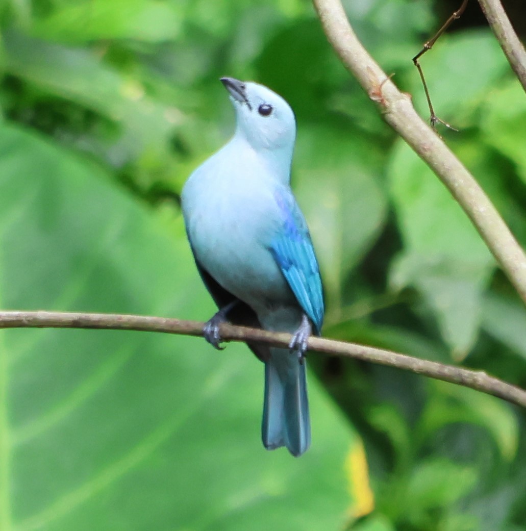 Blue-gray Tanager - ML615196153