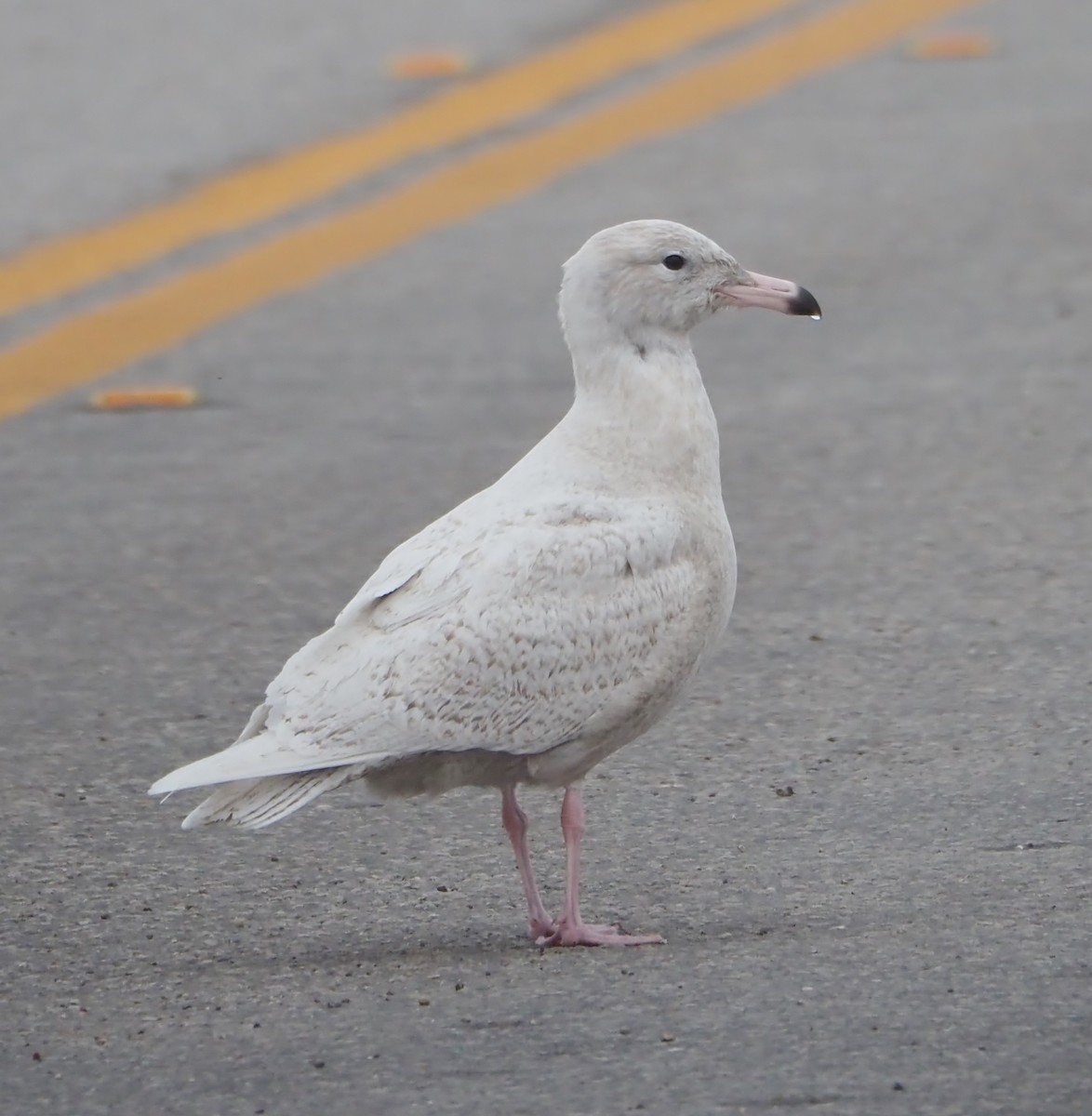 Glaucous Gull - Lorie Carnes