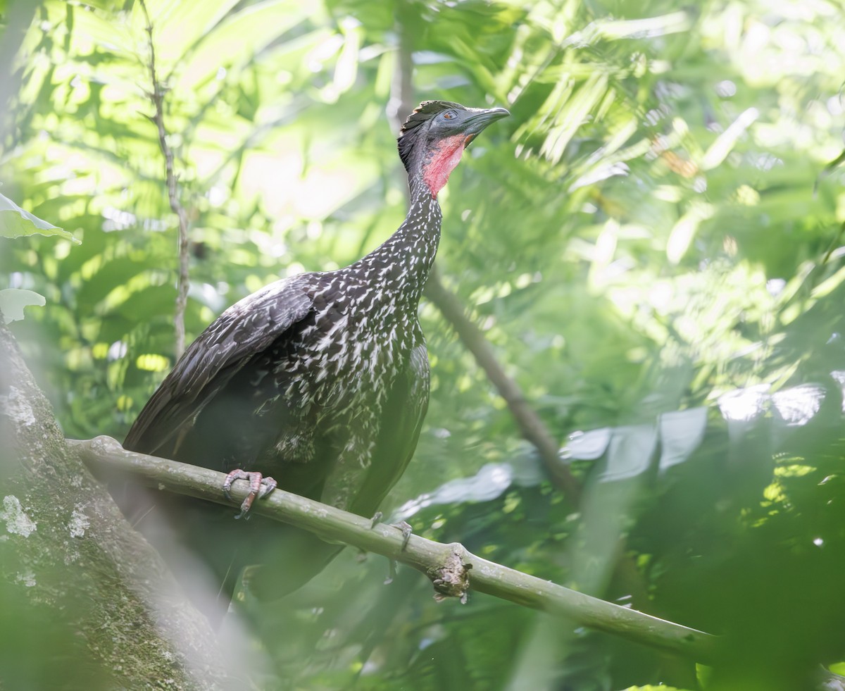 Crested Guan - ML615196156