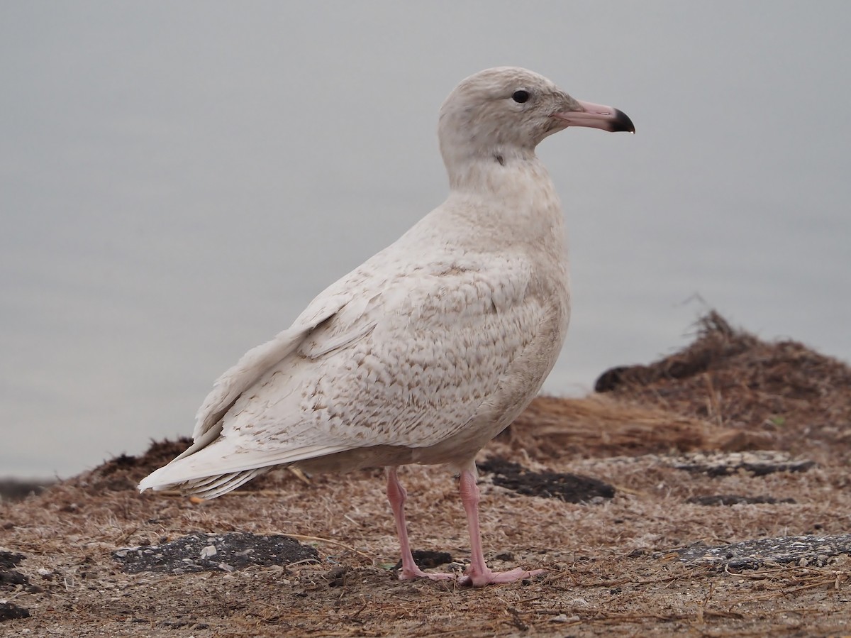 Glaucous Gull - ML615196162