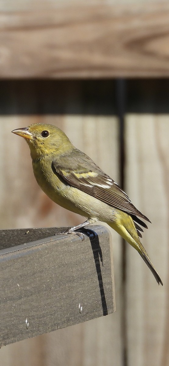 Western Tanager - ML615196164