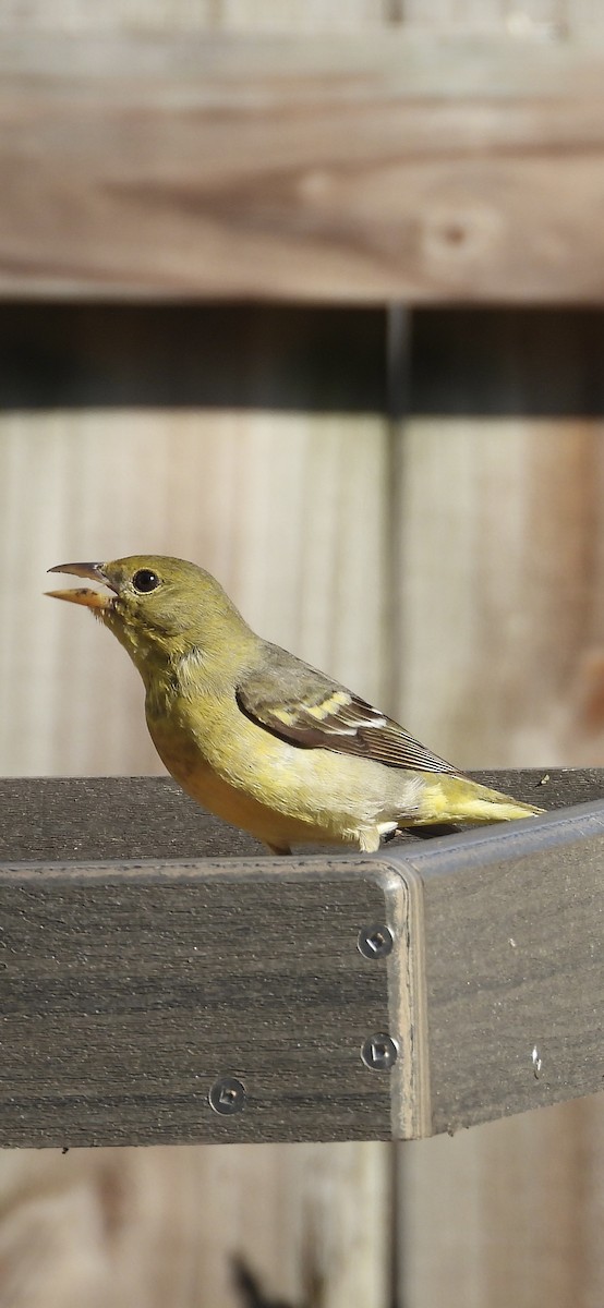 Western Tanager - ML615196165