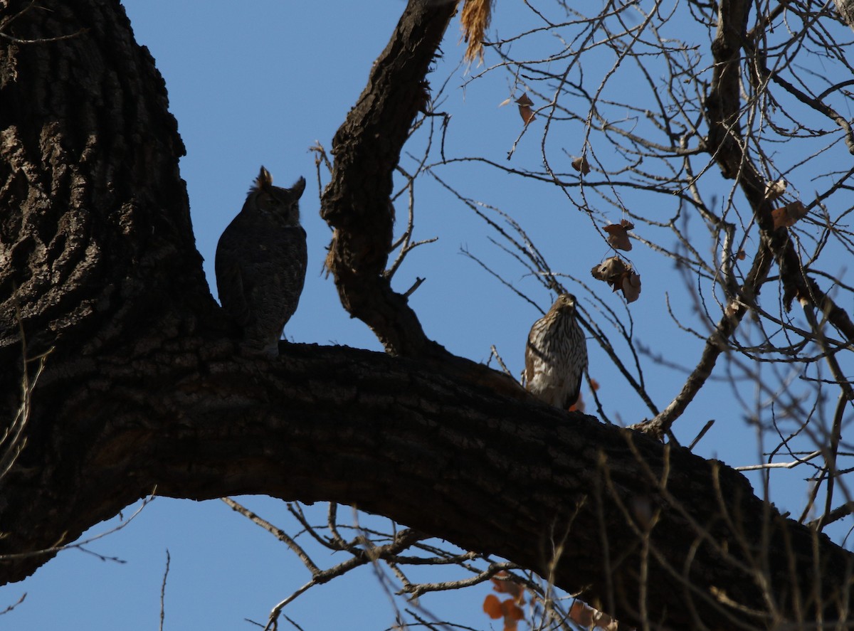 Great Horned Owl - ML615196166